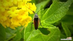 绿植养护蚧壳虫难治原因 怎样才能消灭蚧壳虫