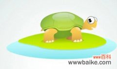 缅甸陆龟是保护动物吗 缅甸陆龟是不是保护动物