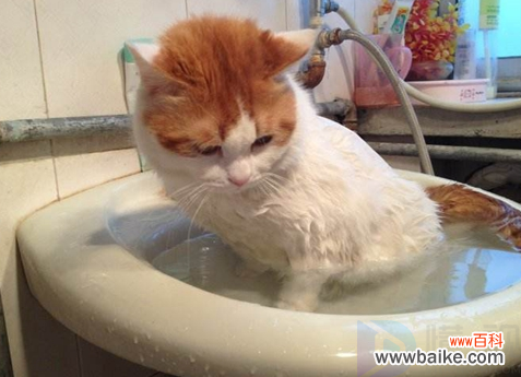 猫咪沐浴露有哪些类型，猫咪洗澡用什么沐浴露