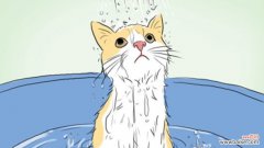 猫咪沐浴露有哪些类型，猫咪洗澡用什么沐浴露