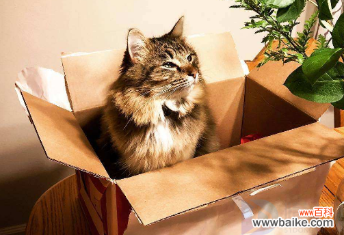 猫咪为何喜欢躲在箱子里，这其中的秘密是什么