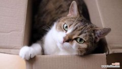 猫咪为何喜欢躲在箱子里，这其中的秘密是什么