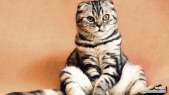 猫用猫砂是生存的本能反应？猫咪如何学会使用猫砂的方法