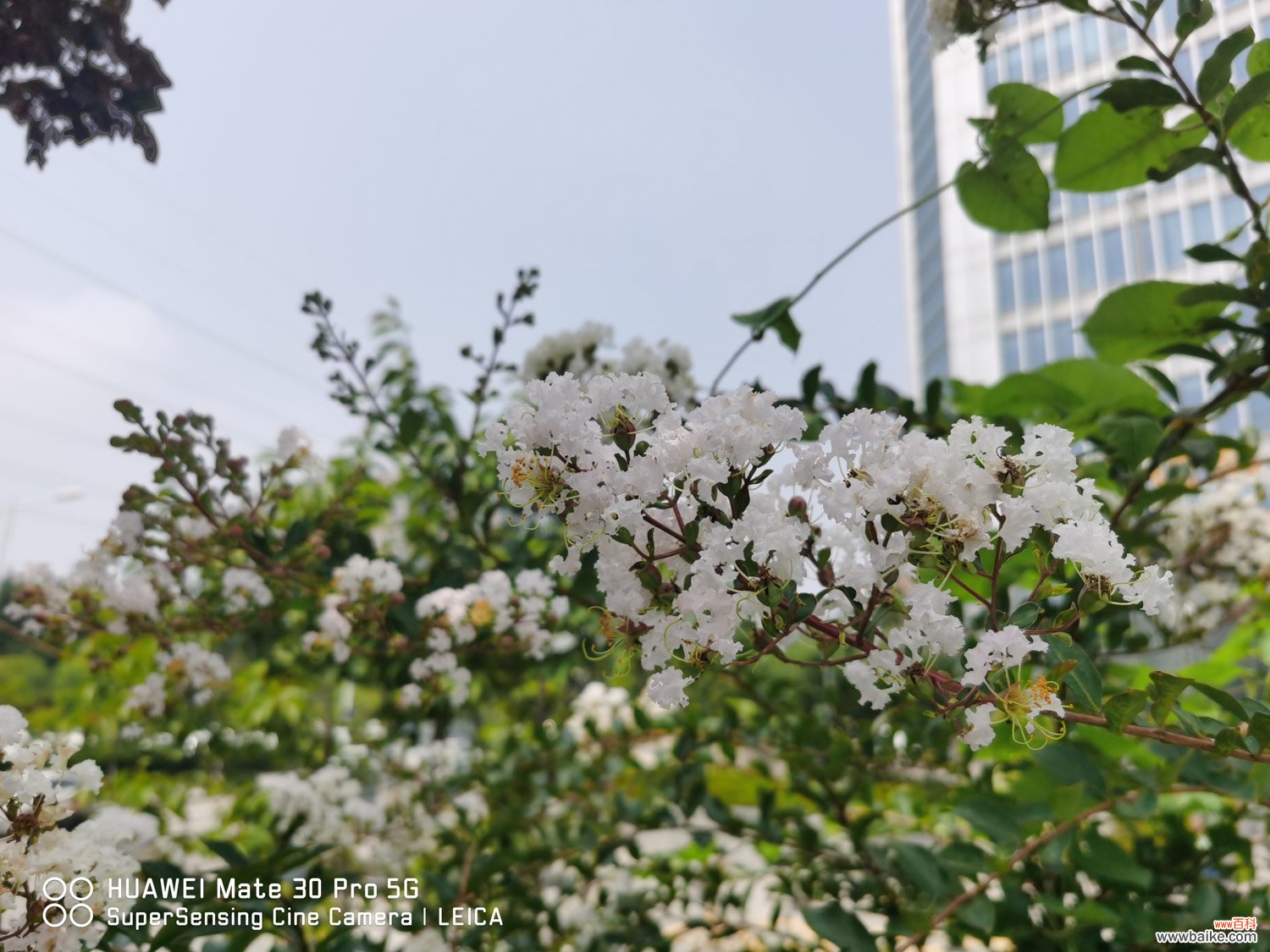 盐城适合养什么花，市花和市树是什么