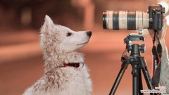 宠物摄影需求量大 宠物摄影行业逐渐火热