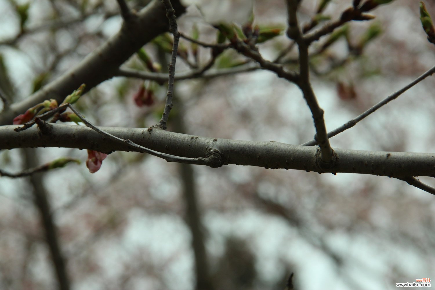 丽水适合养什么花，市花和市树是什么