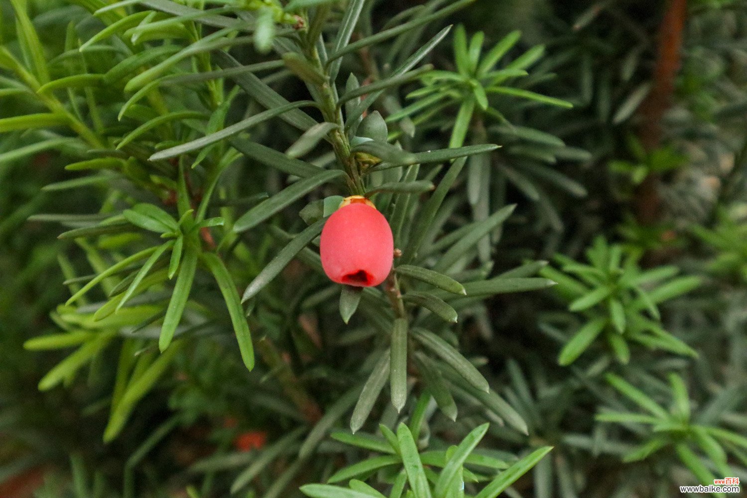 丽水适合养什么花，市花和市树是什么