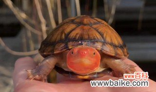 红乌龟的养殖方法和注意事项 红乌龟如何养殖方法和注意事项