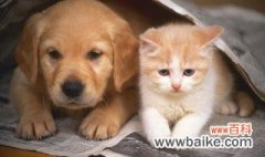 猫和狗一起养要怎么喂 如何一起养猫和狗