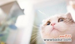 20天的猫怎么养 如何养20天的小猫呢