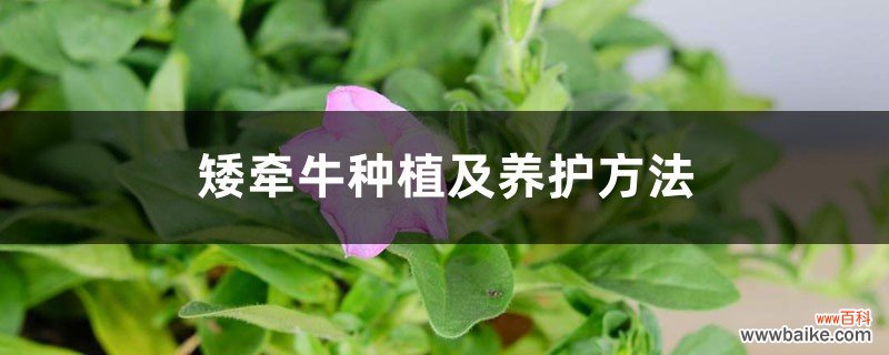 矮牵牛种植及养护方法