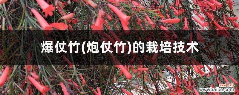 炮仗竹 爆仗竹的栽培技术