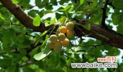 银杏果树种植方法 银杏果树怎么种植