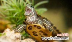 巴西龟怎么养才下蛋 巴西龟如何养才下蛋