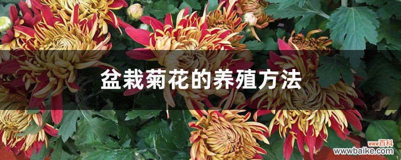 盆栽菊花的养殖方法
