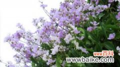 紫薇花的养护注意事项