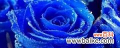 蓝色妖姬是玫瑰花吗