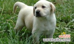 拉布拉多幼犬怎么养 拉布拉多幼犬怎么养方法介绍