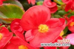 四季海棠常见的品种有哪些