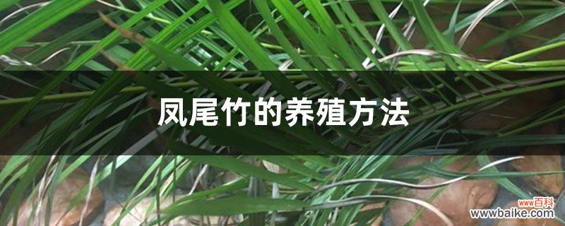 凤尾竹的养殖方法