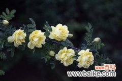 图文 蔷薇花的品种鉴赏