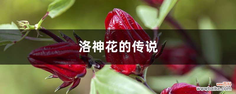 洛神花的传说