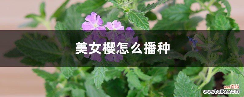 美女樱怎么播种