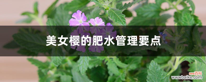 美女樱的肥水管理要点