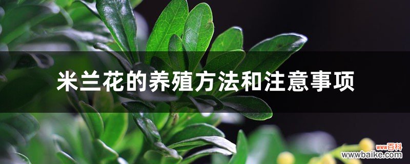 米兰花的养殖方法和注意事项