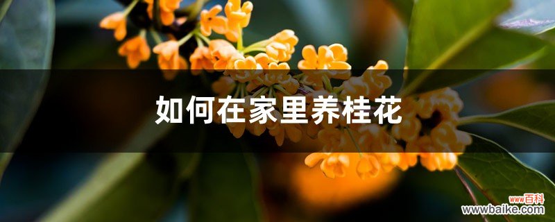 如何在家里养桂花