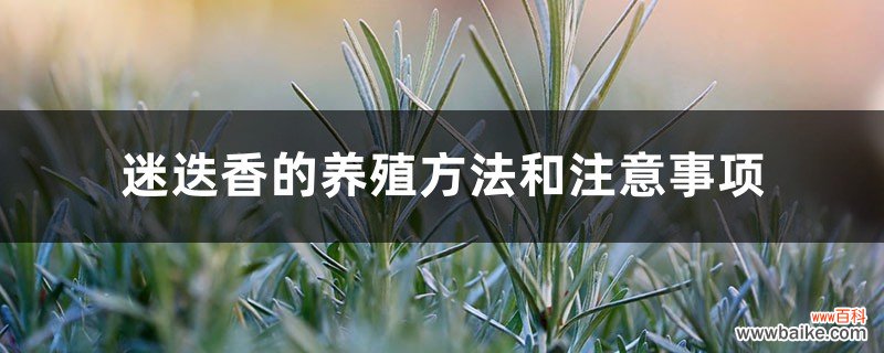 迷迭香的养殖方法和注意事项