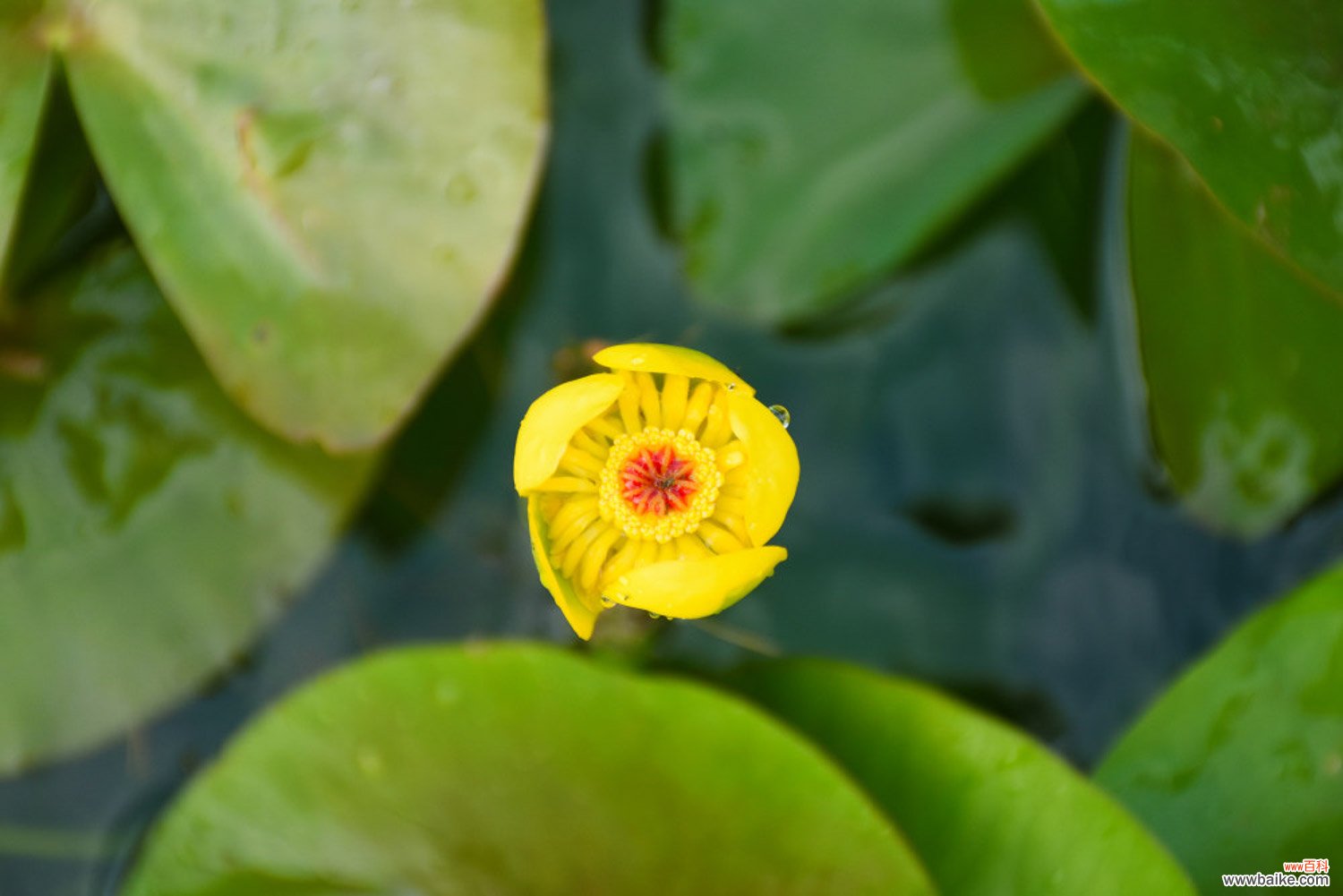 萍蓬草“排队”开花