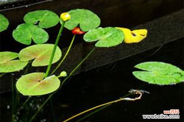 萍蓬草“排队”开花