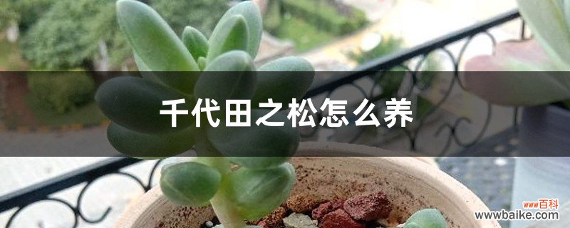 千代田之松怎么养