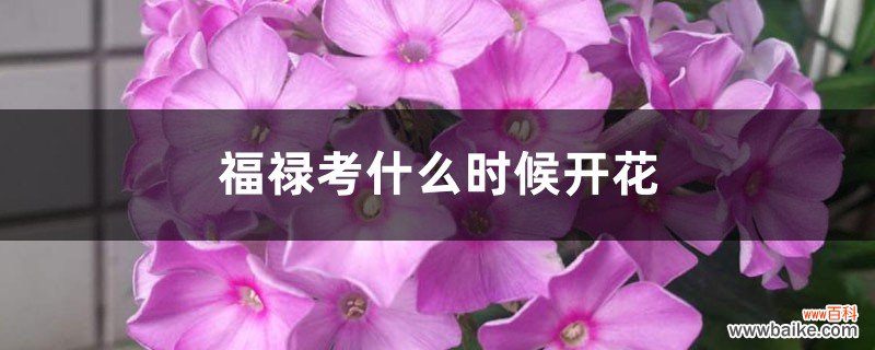 福禄考什么时候开花