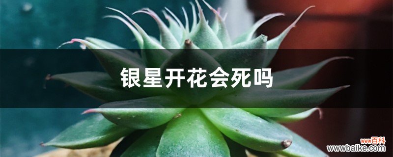 银星开花会死吗