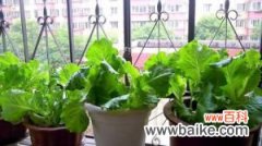 盆栽生菜种植方法
