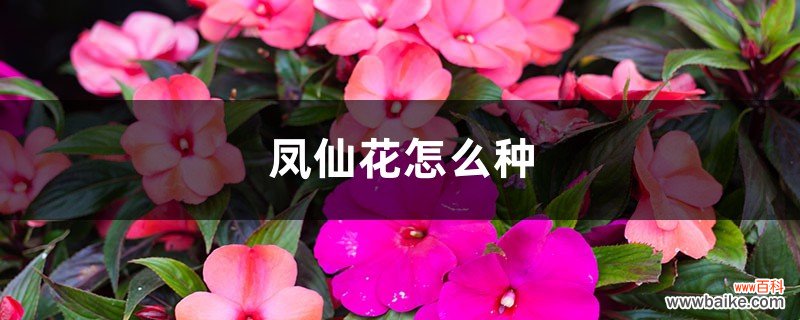 凤仙花怎么种