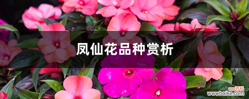 凤仙花品种赏析