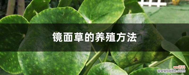 镜面草的养殖方法