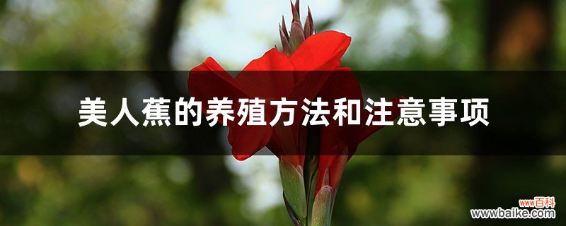 美人蕉的养殖方法和注意事项