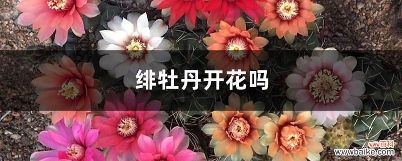 绯牡丹开花吗