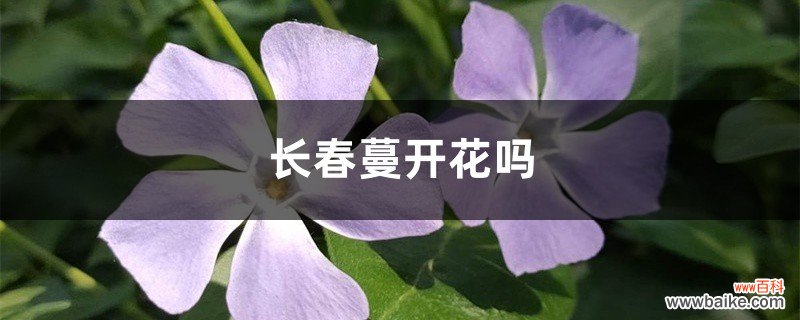 长春蔓开花吗