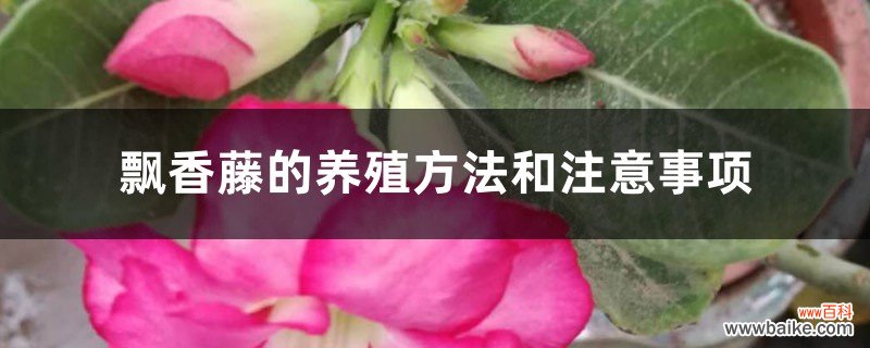 飘香藤的养殖方法和注意事项