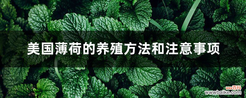 美国薄荷的养殖方法和注意事项