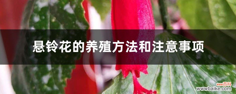 悬铃花的养殖方法和注意事项