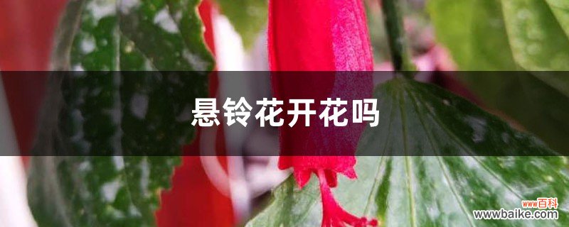 悬铃花开花吗