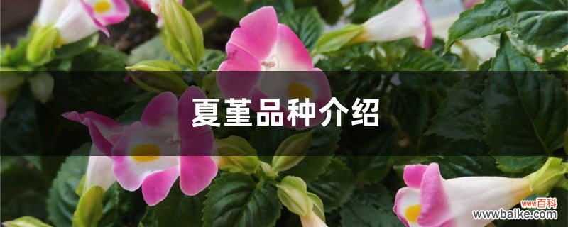 夏堇品种介绍