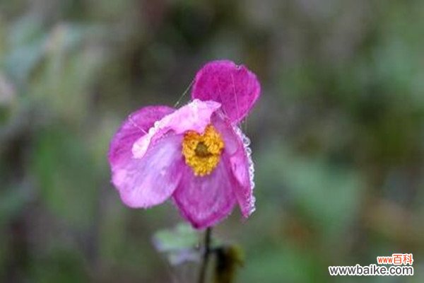 打碗花、打破碗花、打破碗碗花都是些什么植物