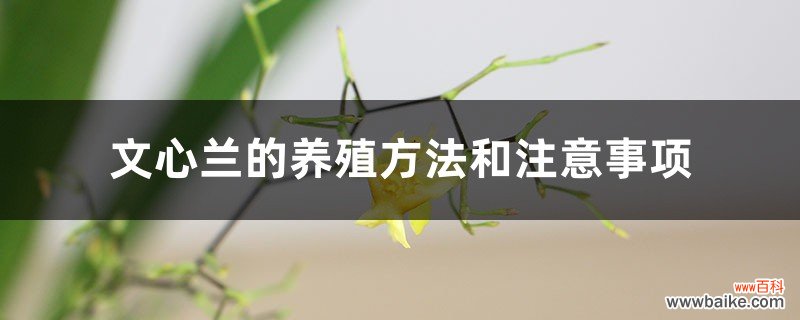 文心兰的养殖方法和注意事项